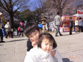 靖国神社は満開です！