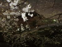 千鳥ヶ淵と靖国神社は満開です。