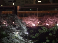 千鳥ヶ淵と靖国神社は満開です。