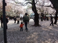 ようやく花見が出来ました。